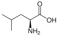 Leucine httpsuploadwikimediaorgwikipediacommonsthu