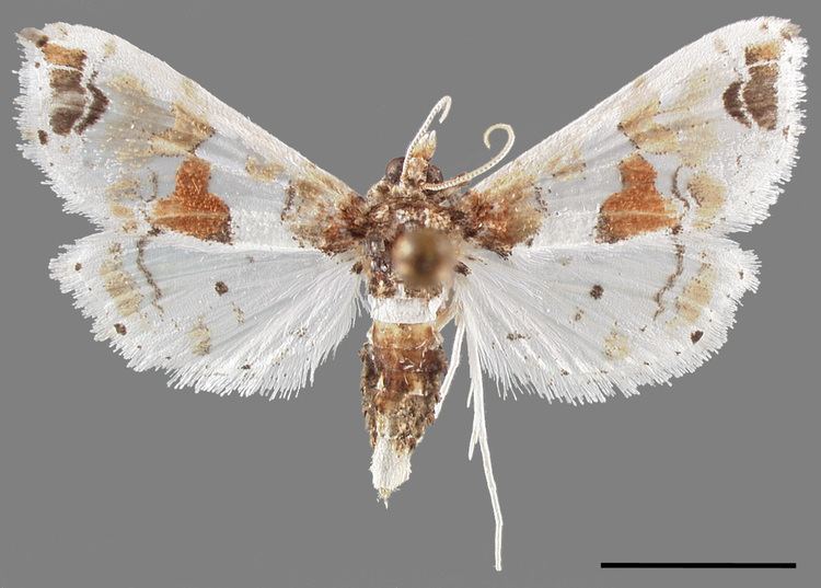 Leucinodes orbonalis Microlepidoptera on Solanaceae Fact Sheet ltemgtLeucinodes