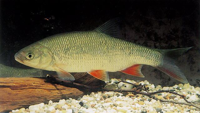 Leuciscus Fish Identification