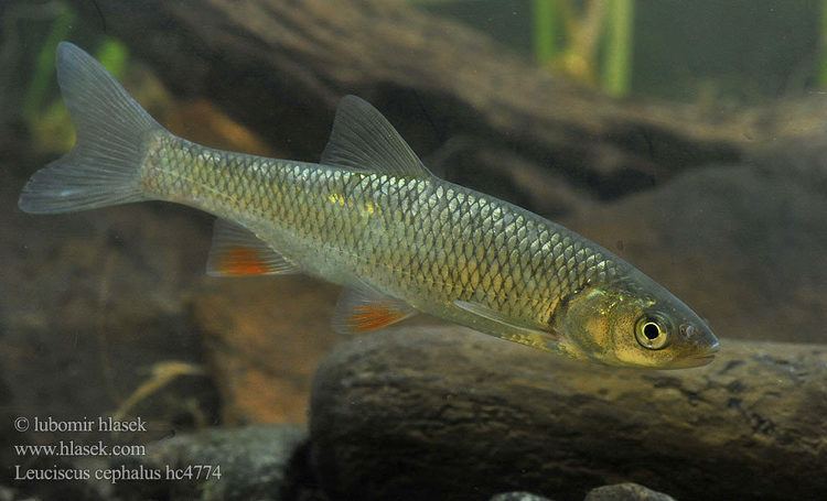 Leuciscus Asp fish Leuciscus cephalus