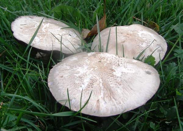 Leucoagaricus leucothites Leucoagaricus leucothites White Dapperling mushroom