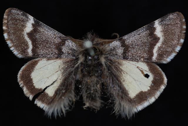 Leucobrephos brephoides