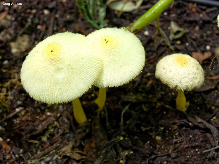 Leucocoprinus Leucocoprinus birnbaumii MushroomExpertCom