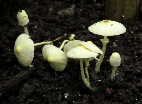 Leucocoprinus Leucocoprinus birnbaumii Plant Pot Dapperling identification