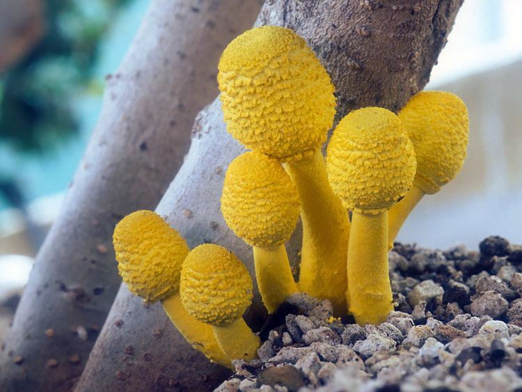 Leucocoprinus California Fungi Leucocoprinus birnbaumii