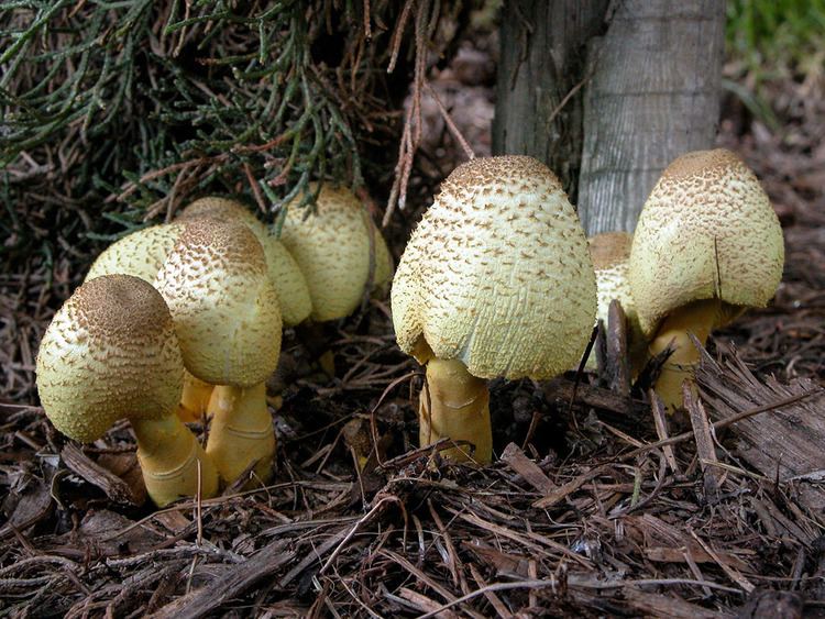 Leucocoprinus California Fungi Leucocoprinus birnbaumii