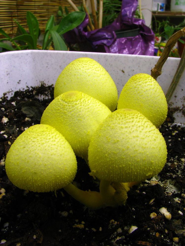 Leucocoprinus Leucocoprinus Wikipedia