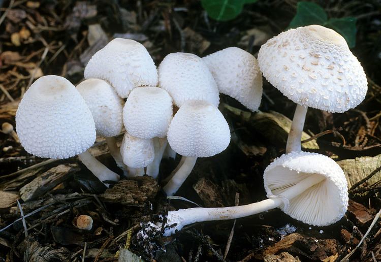 Leucocoprinus California Fungi Leucocoprinus cepaestipes