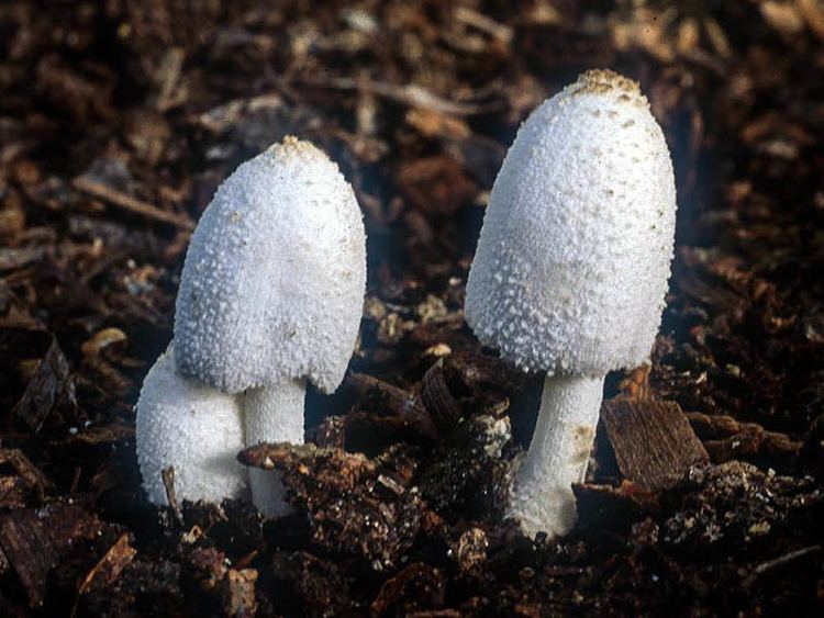 Leucocoprinus wwwmykowebcomCAFphotosLeucocoprinuscepaestip