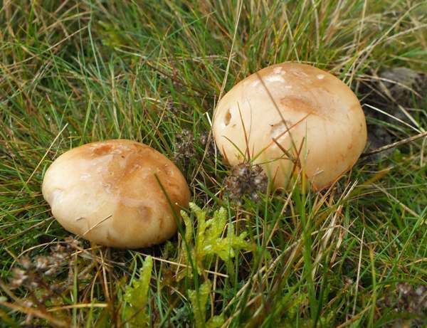 Leucocortinarius Leucocortinarius bulbiger very rare mushroom
