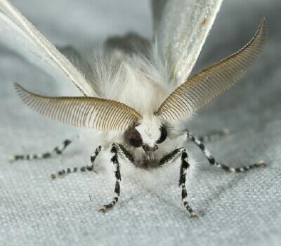 Leucoma salicis Moth Photographers Group Leucoma salicis 8319