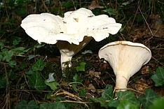 Two Leucopaxillus giganteus in a wood near Saint Chéron, France