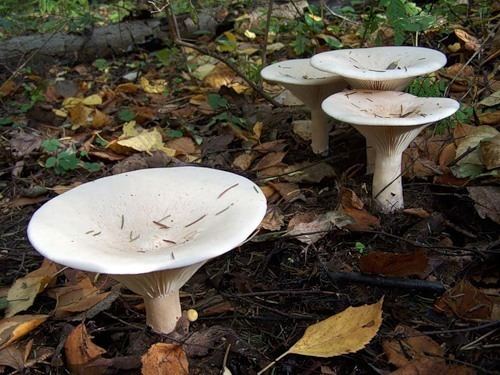Four Leucopaxillus giganteus growing in the forest and surrounded by dried leaves