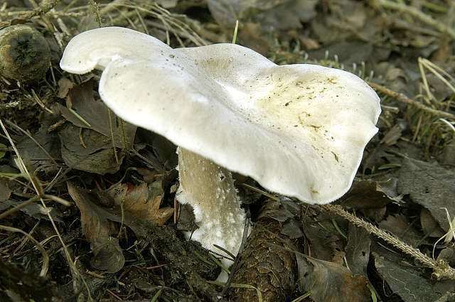 A Leucopaxillus giganteus surrounded by dried leaves