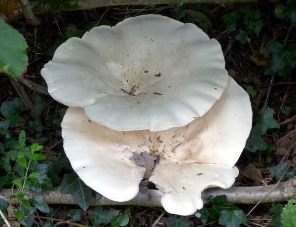 Two Leucopaxillus giganteus growing in the forest