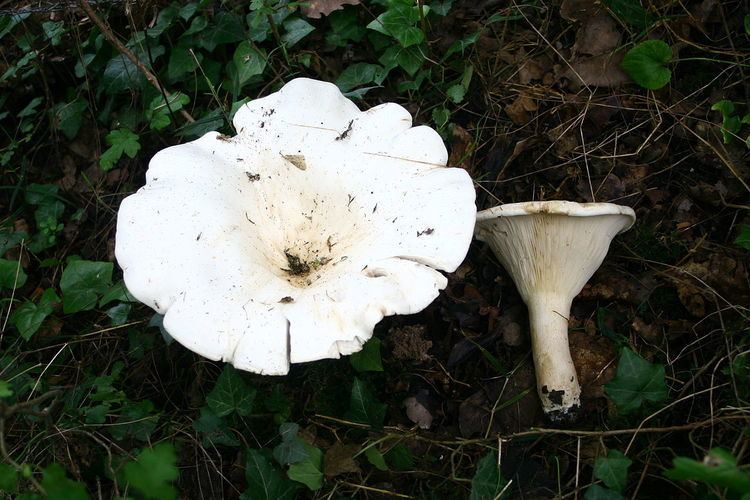 Two Leucopaxillus giganteus out of which one is pulled out from the soil