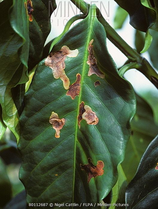 Leucoptera coffeella Minden Pictures stock photos Coffee leaf miner Perileucoptera