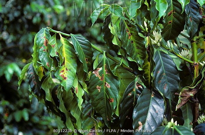 Leucoptera coffeella Minden Pictures stock photos Coffee leaf miner Perileucoptera