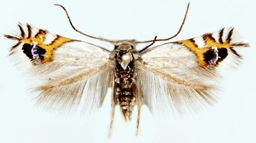 Leucoptera malifoliella Leucoptera malifoliella Insecta Lepidoptera Cemiostominae