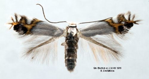 Leucoptera malifoliella Leucoptera malifoliella Insecta Lepidoptera Cemiostominae