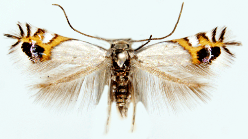 Leucoptera (moth) www2nrmseensvenskafjarilarlimagesleucopter