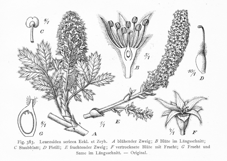 Leucosidea Leucosidea sericea Rosaceae image 17943 at PlantSystematicsorg
