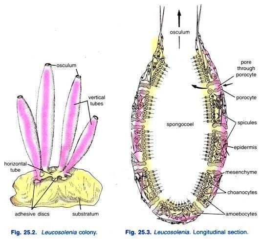 Leucosolenia | Leucosolenia colony (left) and Leucosolenia Longitudinal section (right)
