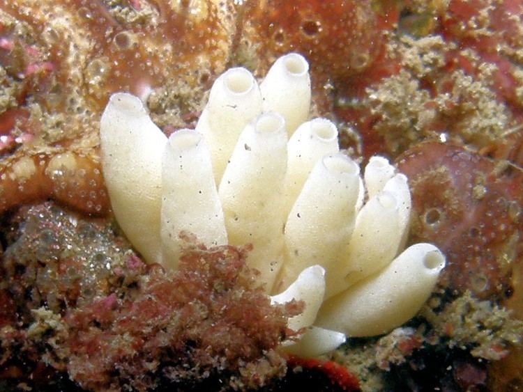 Leucosolenia with different corals around it