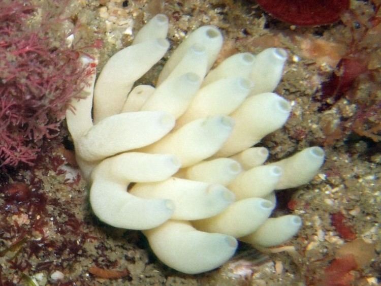 Leucosolenia with different corals around it