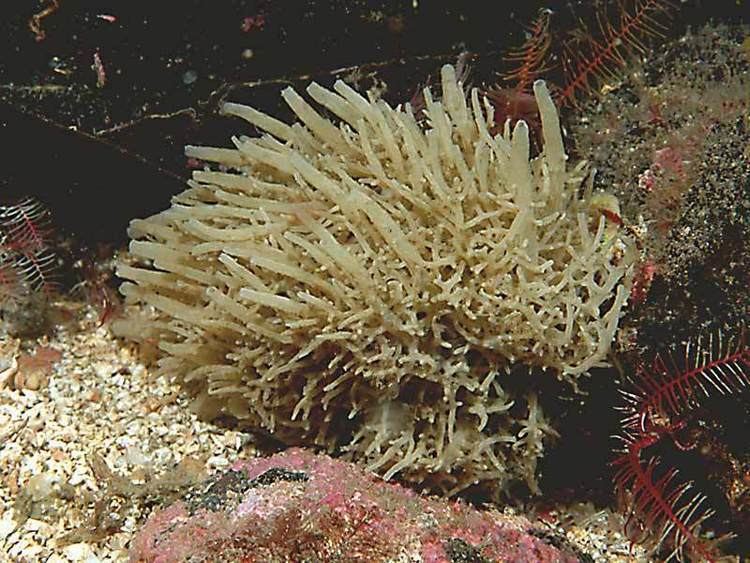 Leucosolenia with corals beside it