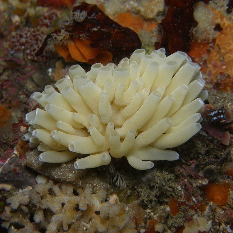 Leucosolenia with different corals beside it