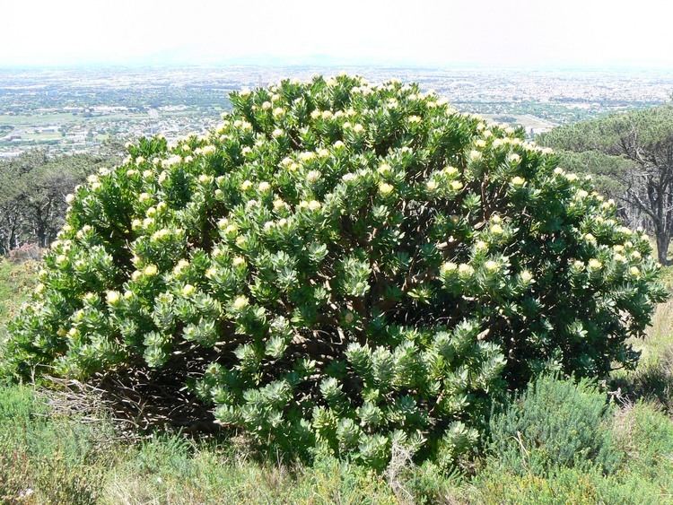 Leucospermum conocarpodendron FileLeucospermum conocarpodendron Table Mountain 10JPG