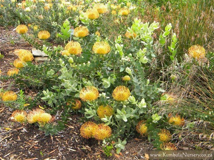 Leucospermum cordifolium kumbulanurserycozasiteskumbulanurseryfilesst