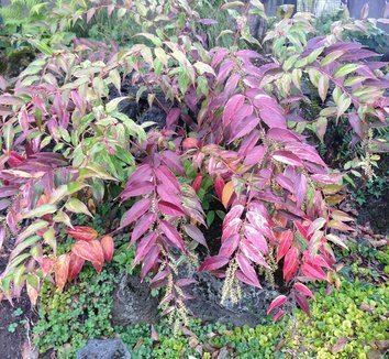 Leucothoe (plant) Leucothoe fontanesiana 39Rainbow39 Rainbow Drooping Fetterbush