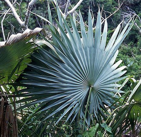 Leucothrinax Leucothrinax morrissii Palmpedia Palm Grower39s Guide