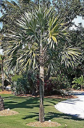 Leucothrinax Leucothrinax morrissii Palmpedia Palm Grower39s Guide