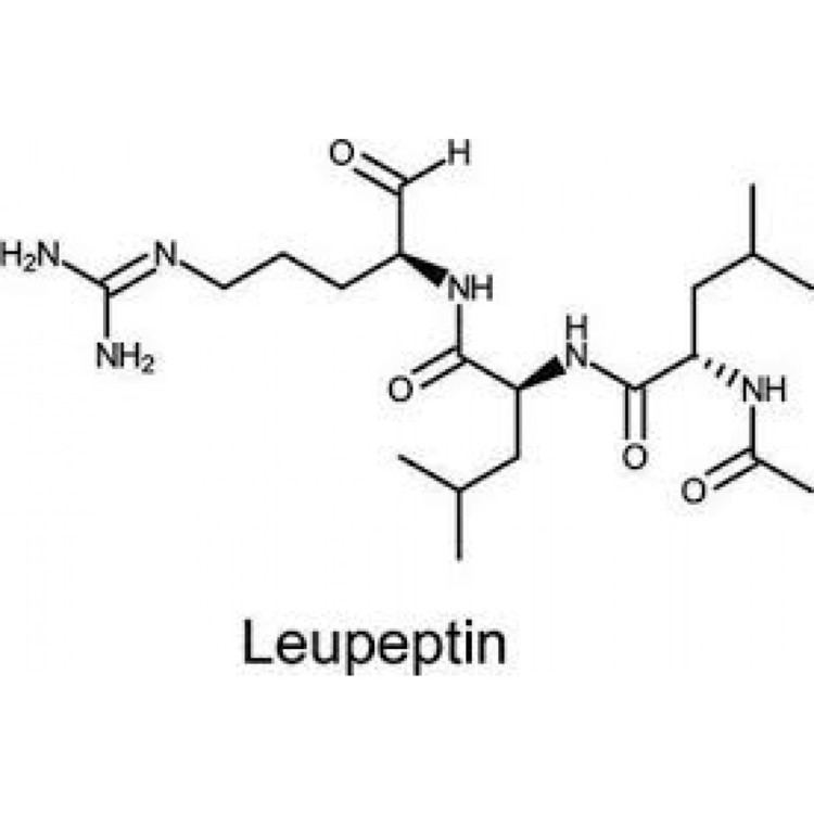 Leupeptin wwwagscientificcommediacatalogproductcache1