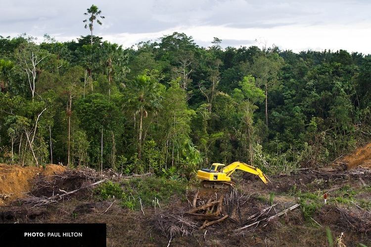 Leuser Ecosystem 15 Stunning Photos from The Last Place on Earth Rainforest Action