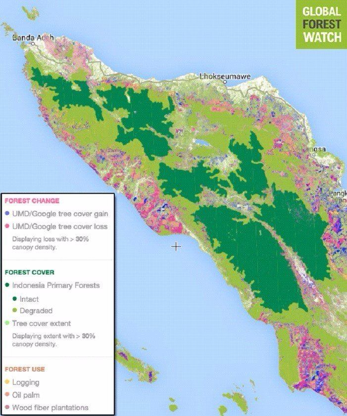 Leuser Ecosystem Leuser Ecosystem Sumatra Indonesia Our projects Global