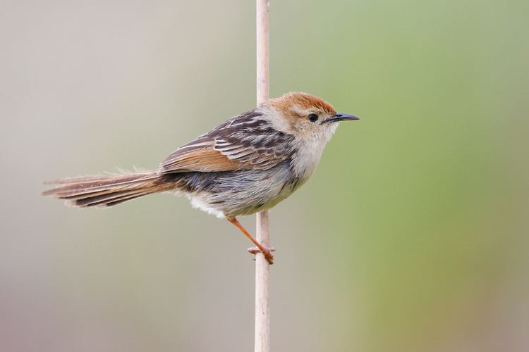 Levaillant's cisticola Levaillant39s Cisticola Bird amp Wildlife Photography by Richard and