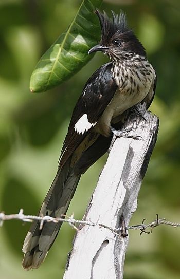 Levaillant's cuckoo Levaillant39s Cuckoo BirdForum Opus