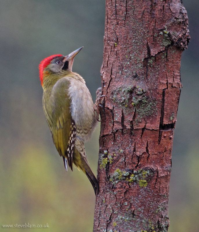 Levaillant's woodpecker Levaillant39s Green Woodpecker Steve Blain Flickr