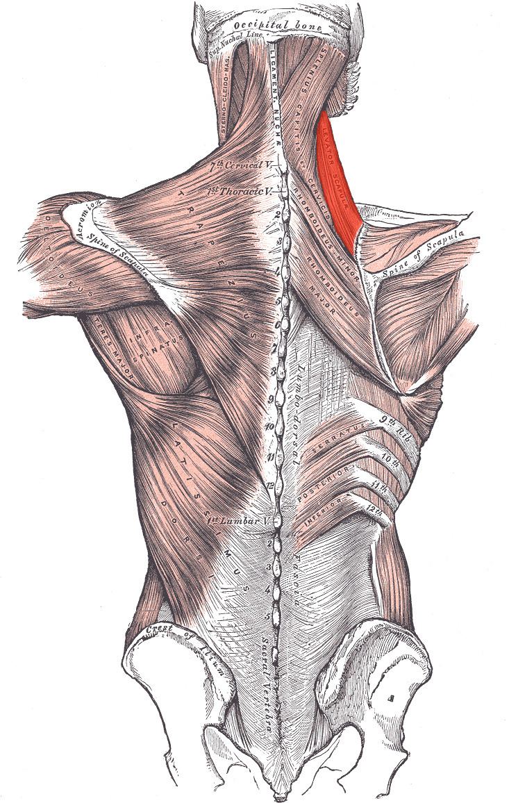 Levator scapulae muscle