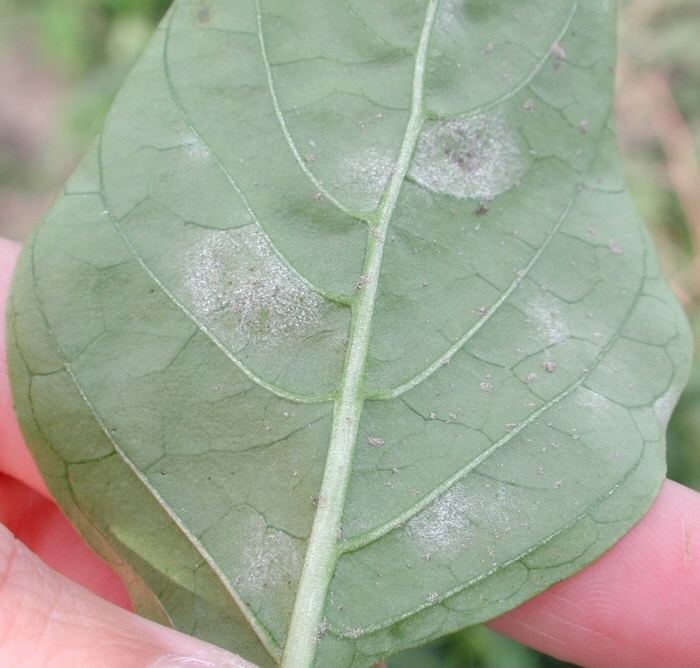 Leveillula taurica Plant diseases of chilli