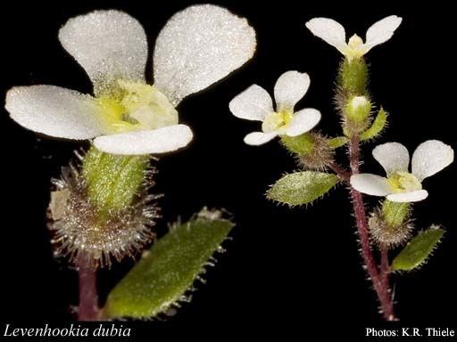 Levenhookia Levenhookia dubia Sond FloraBase Flora of Western Australia