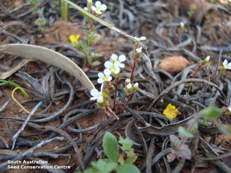 Levenhookia Seeds of South Australia