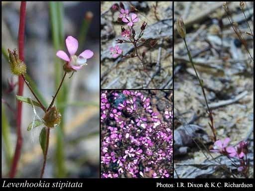 Levenhookia Levenhookia stipitata Benth FMuell FloraBase Flora of Western