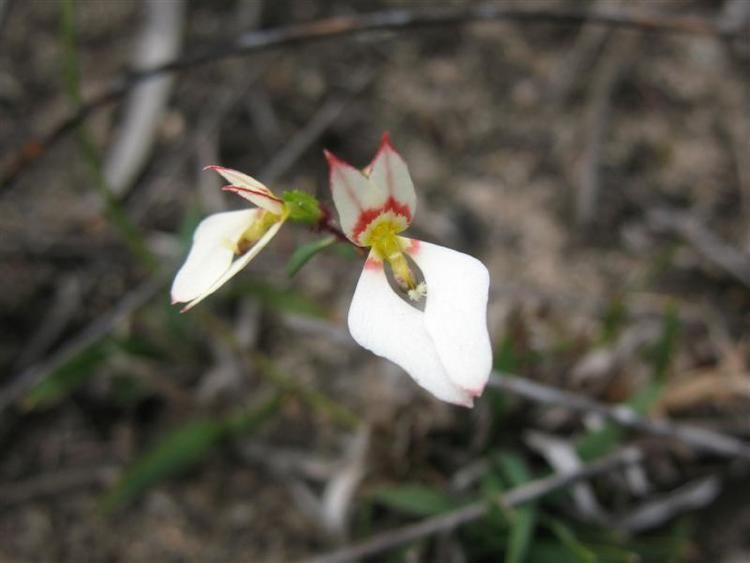 Levenhookia pauciflora