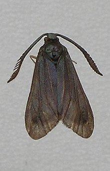 Levuana moth httpsuploadwikimediaorgwikipediaenthumbf