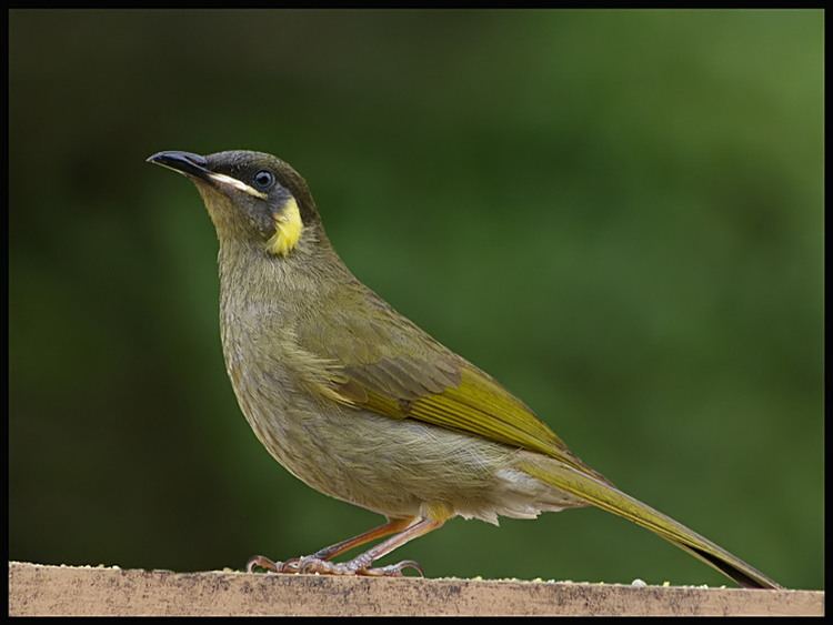 Lewin's honeyeater 1000 images about Honeyeater on Pinterest Scarlet Australia and
